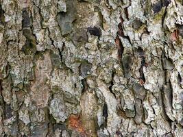 Rowan bark close-up. The texture of the trunk of Sorbus torminalis L. Background from living wood. Skin of the forest nature. photo