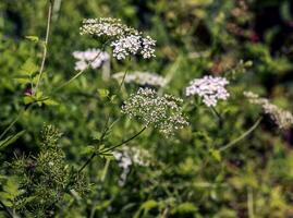 Cow parsley or Anthriscus sylvestris in Latin, also known as wild chervil, wild beaked parsley, Queen Anne's lace or kek. photo