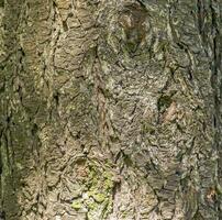 Close-up of the bark of a Douglas fir. Pseudotsuga menziesii in Latin. Background, texture. photo