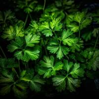 Realistic photo of a bunch of parsley. top view vegetables scenery. AI Generated