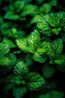 Realistic photo of a bunch of mint. top view vegetables scenery. AI Generated