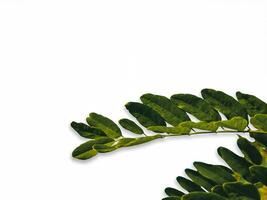 Dark Green Leaves On A Warm White Background photo