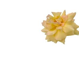 amarillo flor pétalos en blanco antecedentes foto