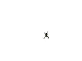 Dark Spider On White Background photo