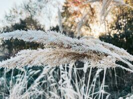 Field Grass On A Frosty Morning photo