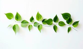 Green Leaves With A White Background. AI Generated. Free Photo