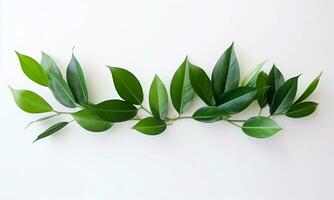 Green Leaves With A White Background. AI Generated. Free Photo