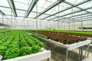 hidropónico agricultura sistema, orgánico hidropónico vegetal jardín en invernadero. foto