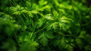 Realistic photo of a bunch of parsley. top view vegetables scenery. AI Generated