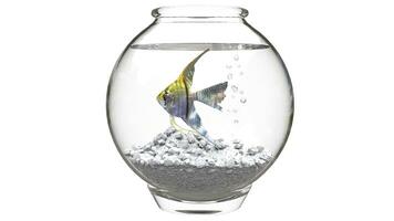 Angelfish in small fishbowl photo