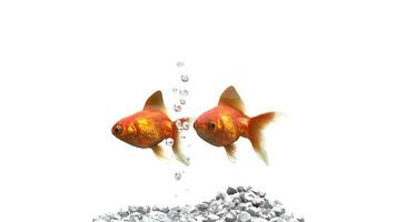 Two goldfish swimming side by side photo