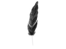 Black bird feather on transparent stalk photo