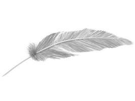 Full white bird feather on white background photo