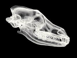 Wolf skull - white X-Ray side view photo