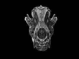 Dark metal wolf skull - front view photo