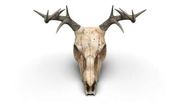 Deer skull - top down view photo