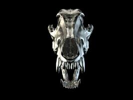 Metal wolf skull with open jaws - front view photo