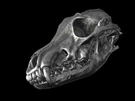 Wolf skull made out of dark metal photo