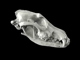 Shiny white wolf skull - side view photo