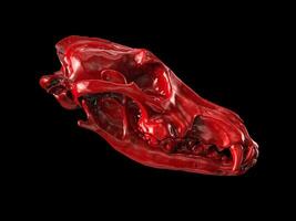 Shiny red wolf skull - side view photo