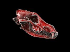 Red wolf skull with worn out edges photo