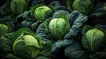 Realistic photo of a bunch of green cabbage. top view vegetables scenery. AI Generated