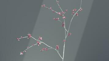 White branch with small pink cherry flowers in a subtle light gray background photo