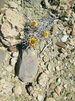 Desierto amarillo flores foto