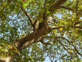 Maple treetop in the summer photo