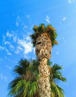 Tall palm tree under bright blue sky photo