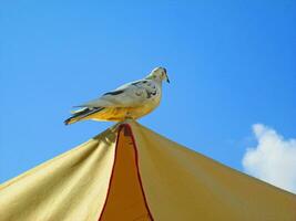 White pigeon on parasol - blue sky background photo