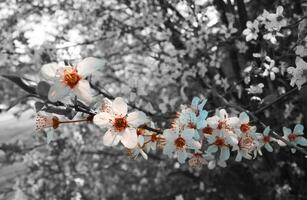 Spring flowers - red and blue photo