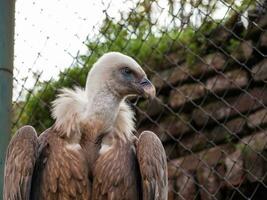 Cape Griffon Vulture photo