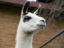 White Llama - head closeup photo