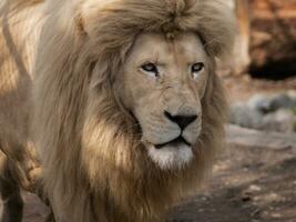 Male lion starring photo
