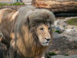 Big adult male lion photo