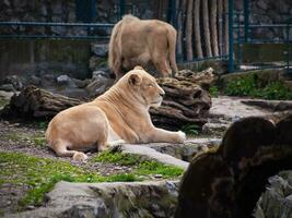 Lioness resting - lion in the background photo