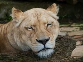 White lioness resting its head on a log photo