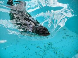 Black seal swimming in the clear blue water photo