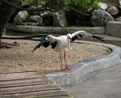 Beautiful stork stretching its wings photo