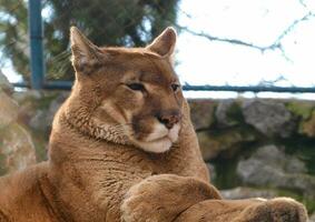 Puma lying and resting photo