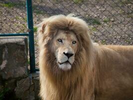 adulto masculino león - mirando foto