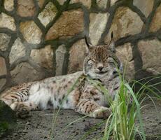 Lynx cat resting by the stonewall photo