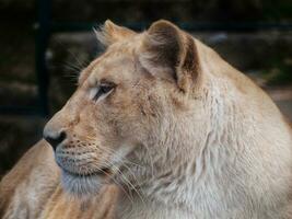 White lioness head closeup - profile shot photo