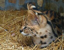 Serval cub resting in straw bed photo