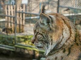 Lynx cat - head closeup shot photo