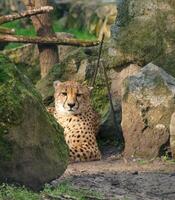 Cheetah resting by the rocks photo