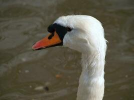 White swan - head closeup shot photo