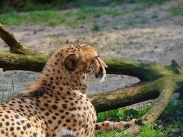 Beautiful cheetah resting by the branch photo