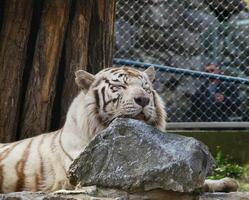 White Bengal tiger sleeping by the rock photo